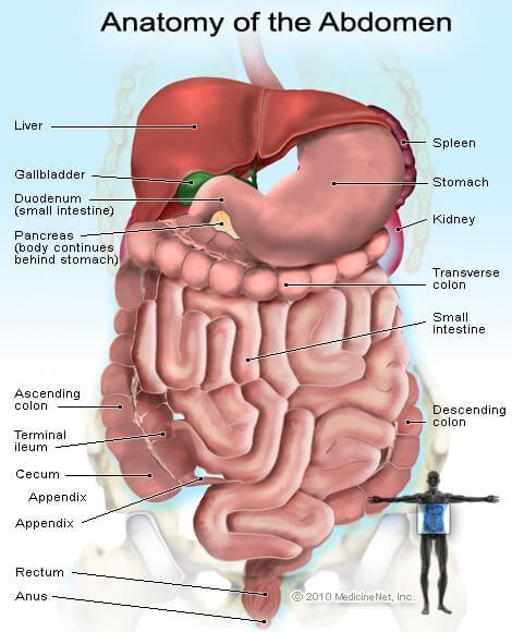 Karında organ ve bezlerin resmi-abdomen anatomisi
