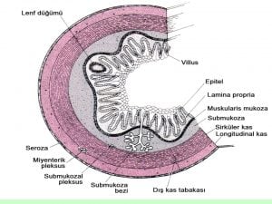 Sindirim-kanalının-sinir-sistemi-mezenterik-pleksus