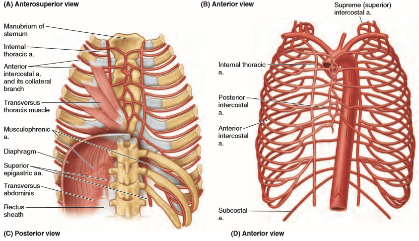 Toraks duvarı arterleri -damarları