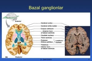 bazal ganlionlar - piramidal ekstrapiramidal sistem