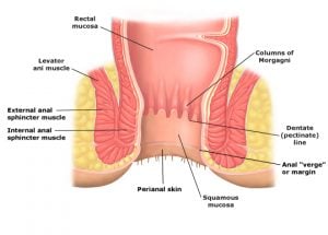 canalis analis anatomi