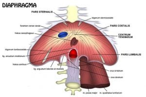 diyafram anatomisi