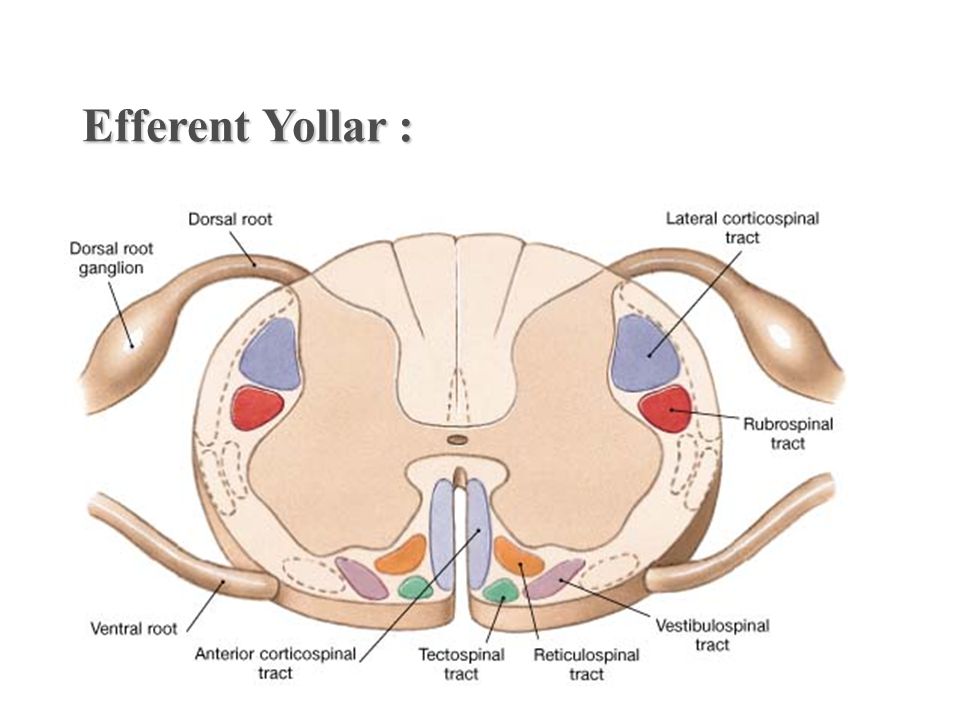 Efferent Yollar