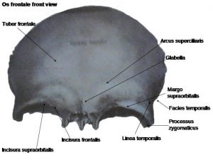 frontal kemik os frontale anatomi