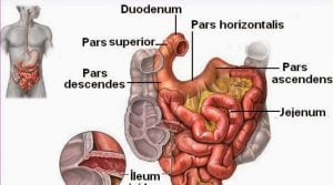 ince-bagirsak-anatomisi