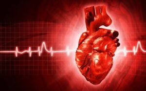 kalbin anatomisi yapısı ve işlevleri
