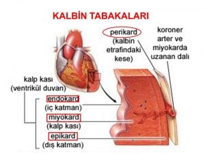 KALBİN TABAKALARI