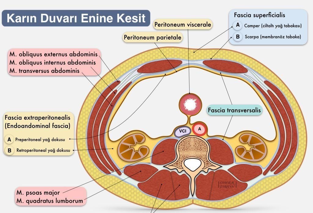 Periton Nedir? Periton Anatomisi ve Boşlukları