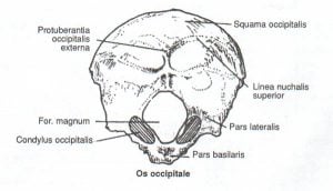 oksipital kemik os_occipitale anatomi
