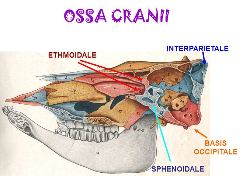 OSSA CRANII INTERPARIETALE ETHMOIDALE BASIS OCCIPITALE SPHENOIDALE