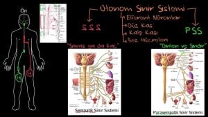 otonom sinir sistemi_opt