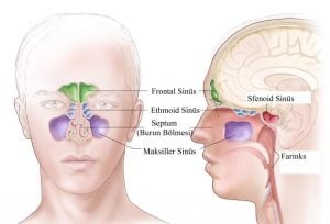 paranasal sinusler anatomisi