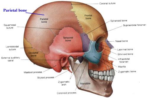 parietal kemik os parietale anatomi