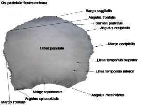 parietal kemik os parietale anatomisi