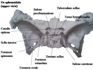 sfenoidal kemik - os sphenoidale anatomi