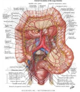 sindirim sistemi dolaşımı anatomisi