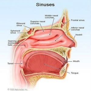 sinus-nedir-nerelerde-bulunur-sinuzit tedavisi