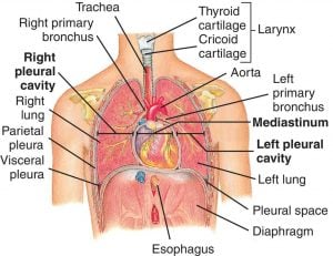  toraks - mediastinum anatomisi