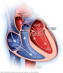 Normal bir kalbin iki üst ve iki alt odası vardır. Üst odalar, sağ ve sol atriyum, gelen kan alır. Alt odacıklar, daha kaslı sağ ve sol ventriküller, kalpten kan pompalar. Kan dolaşımını doğru yönde koruyan kalp kapakları, hazne açıklıklarında kapılardır.