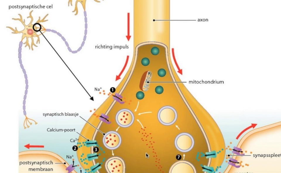 Adrenerjik ve Kolinerjik sinapsların özellikleri