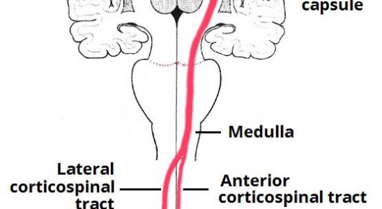 Şekil 2 - Kortikospinal yollar. Medulladaki lateral kortikospinal sistemin yayılma alanı
