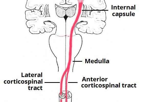 Şekil 2 - Kortikospinal yollar. Medulladaki lateral kortikospinal sistemin yayılma alanı