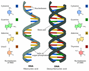 Şekil 1.0 - RNA ve DNA'nın Yapısı