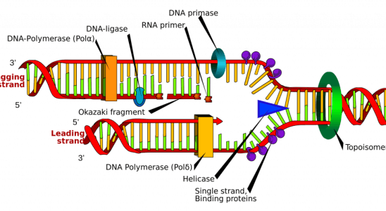 DNA Replikasyonu