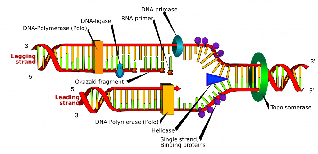 Şekil 2.0 - DNA replikasyonunun diyagramsal temsili