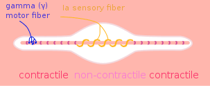 Şekil 1 - Gama motor nöronları ve la duyusal liflerin düzeni
