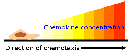 Şekil 1 - Kemokin konsantrasyon gradyanının kemotaksinin yönünü nasıl etkilediğini gösteren diyagram.