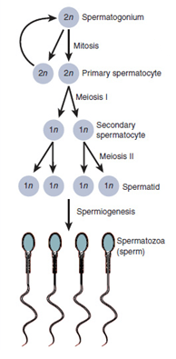 Şekil 1 - Spermatogenez