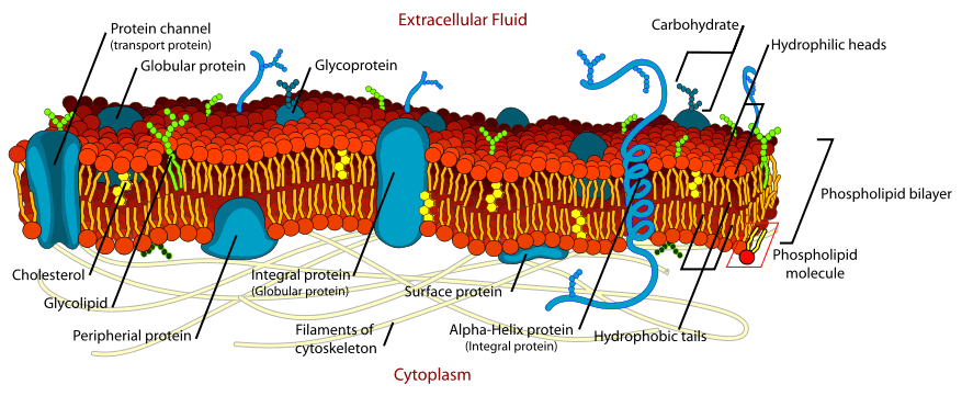 Şekil 1 - Hücre zarının yapısı