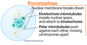 Şekil 3 - Prometafaz