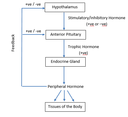 Şekil 1 - Bir hipotalamik - ön hipofiz - endokrin aksın genel mekanizması