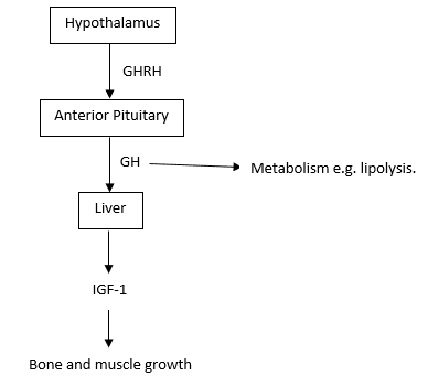 Şekil 2 - Büyüme hormonu aksı