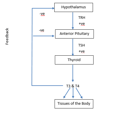 Şekil 4 - Hipotalamo-hipofiz tiroid aksı