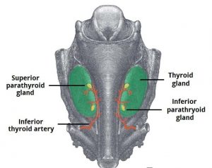 Şekil 1 - Paratiroid bezlerinin anatomik yerleşimi