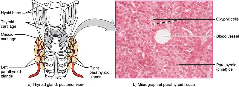 Şekil 2 - Paratiroid bezlerinin anatomik yerleri ve histolojileri.