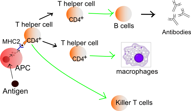 Şekil 2 - Farklı T hücresi sınıflarından bazılarını ve immün sistemdeki fonksiyonlarını gösteren diyagram.