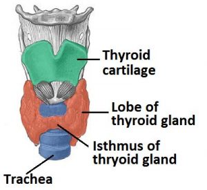 Şekil 1 - Tiroid bezinin anatomik pozisyonunu gösteren boynun önden görünüşü