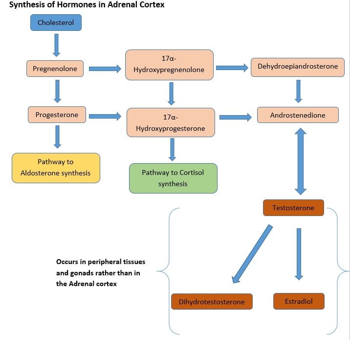 Şekil 2 - Adrenal korteks içindeki hormonların androjen yoluna odaklanan üretimini gösteren diyagram.